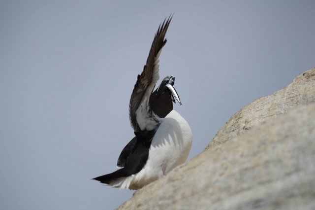 Pingouin torda / Razorbill